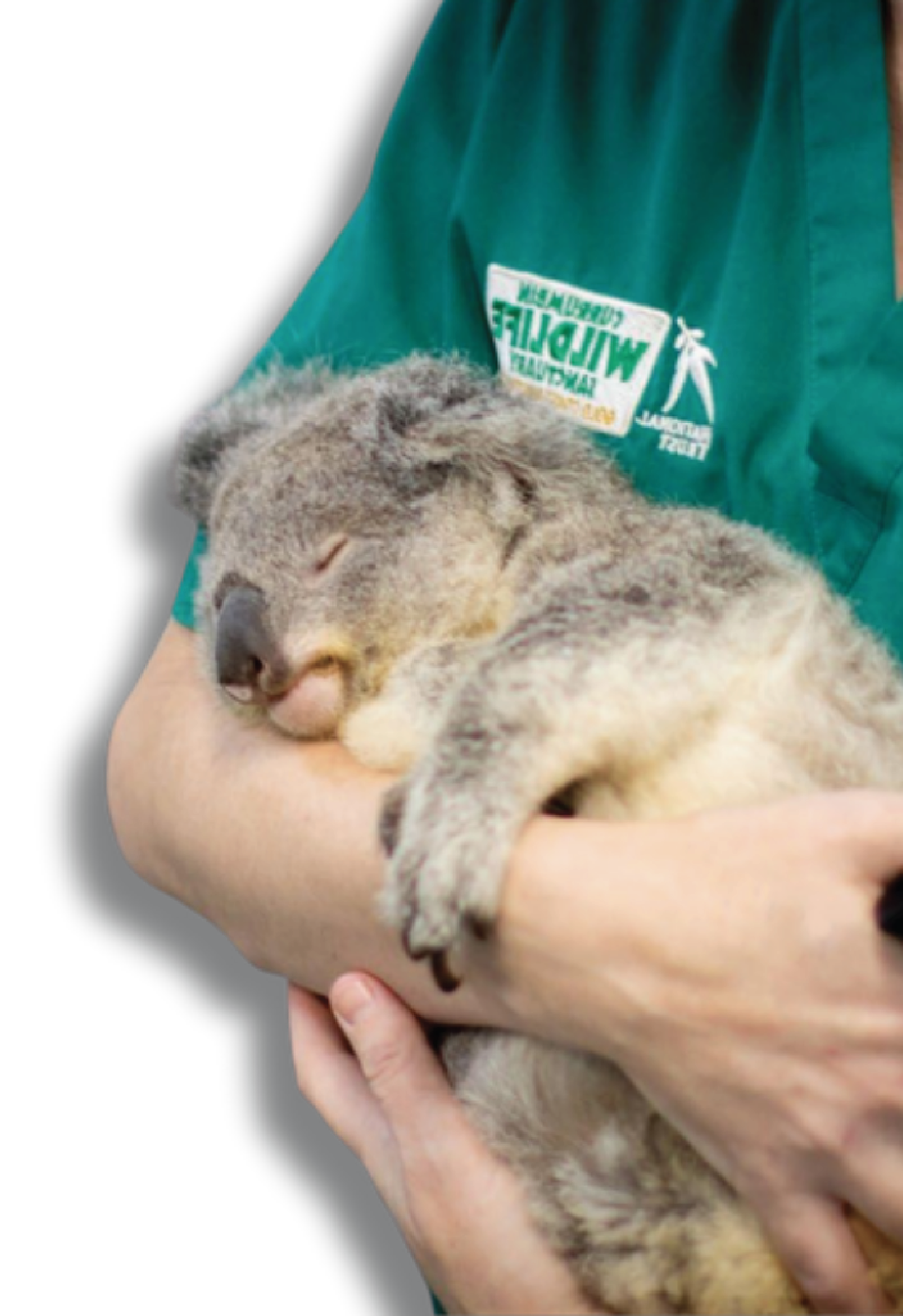 Koala and wildlife carer