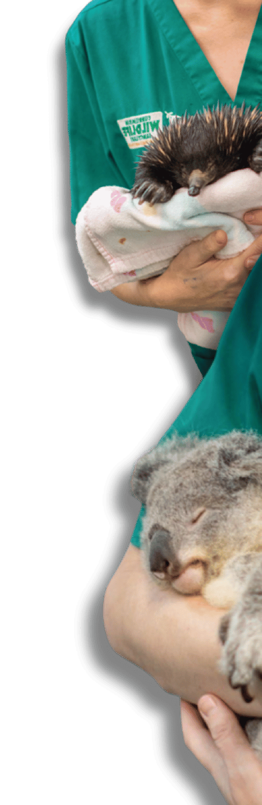 Koala and wildlife carer